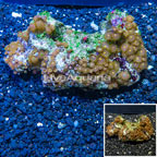 Zoanthus Coral Vietnam (click for more detail)