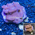 Blue Ridge Coral Indonesia (click for more detail)