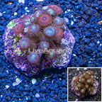 Zoanthus Coral Indonesia (click for more detail)