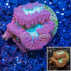 LiveAquaria® Cultured Blastomussa Coral (click for more detail)