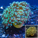 LiveAquaria® Cultured Hammer Coral (click for more detail)