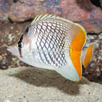 Pearlscale Butterflyfish (click for more detail)