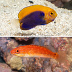 Flameback Angelfish and Social Wrasse, Pair (click for more detail)