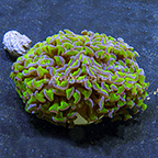 Reverse Stem Hammer Coral Indonesia (click for more detail)