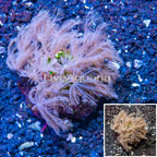 Waving Hand Coral Indonesia (click for more detail)