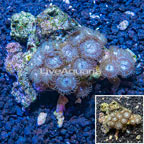 Zoanthus Coral Vietnam (click for more detail)