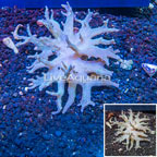 Sinularia Leather Coral Vietnam (click for more detail)