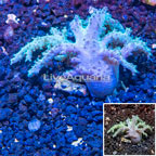 Sinularia Leather Coral Vietnam (click for more detail)