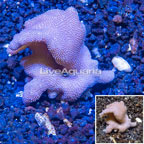 Devil's Hand Leather Coral Vietnam (click for more detail)