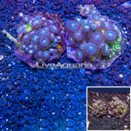 Two Pack Zoanthus Coral Indonesia (click for more detail)
