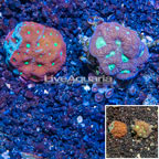 LiveAquaria® Two Pack Cultured Favia Cora (click for more detail)
