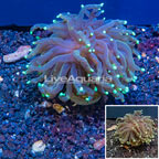 LiveAquaria® Cultured Torch Coral (click for more detail)