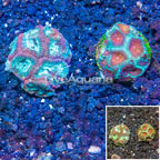 LiveAquaria® Two Pack Cultured Favia Coral (click for more detail)