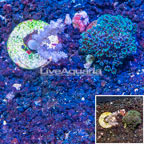 LiveAquaria® Two Pack Cultured Pineapple Tree and Blue Sympodium Coral (click for more detail)