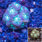 LiveAquaria® Cultured Blastomussa Coral (click for more detail)