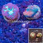 LiveAquaria® Two Pack Blastomussa and Echinata Coral (click for more detail)