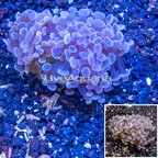 LiveAquaria® Cultured Hammer Coral (click for more detail)