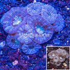 LiveAquaria® Cultured Acan Lord Coral (click for more detail)
