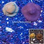 LiveAquaria® Two Pack Cultured Montipora Coral (click for more detail)