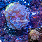 LiveAquaria® Cultured Hammer Coral (click for more detail)