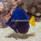Purple Tang [Blemish] (click for more detail)