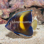 Maculosus Angelfish (click for more detail)