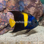 Asfur Angelfish (click for more detail)