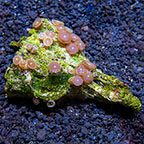 Red People Eater Colony Polyp Rock Zoanthus Indonesia IM (click for more detail)