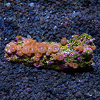 Red People Eater Colony Polyp Rock Zoanthus Indonesia IM (click for more detail)