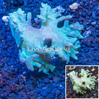 Sinularia Leather Coral Vietnam (click for more detail)