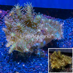 Devil's Hand Leather Coral Vietnam (click for more detail)