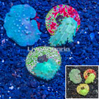 LiveAquaria® Three Pack Cultured Green Cabbage Leather Coral (click for more detail)