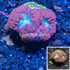 LiveAquaria® Cultured Blastomussa Coral (click for more detail)
