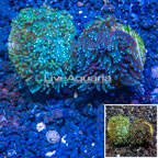 LiveAquaria® Two Pack Cultured Galaxea Coral (click for more detail)