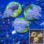 LiveAquaria® Three Pack Cultured Xenia Coral (click for more detail)