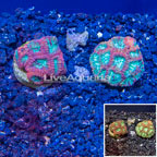 LiveAquaria® Two Pack Cultured Favia Coral (click for more detail)