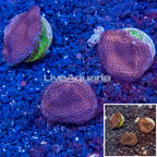 LiveAquaria® Three Pack Cultured Montipora Coral (click for more detail)