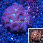 LiveAquaria® Cultured Blastomussa Coral (click for more detail)