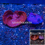 LiveAquaria® Two Pack Cultured Photosynthetic Plating Red and Blue Sponge (click for more detail)