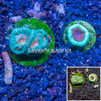 LiveAquaria® Two Pack Cultured Goniastrea Brain Coral (click for more detail)