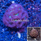 LiveAquaria® Cultured Blastomussa Coral (click for more detail)