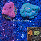 LiveAquaria® Two Pack Cultured Ultra Chalice Coral (click for more detail)