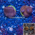 LiveAquaria® Two Pack Cultured Montipora Coral (click for more detail)