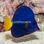 Purple Tang  (click for more detail)