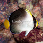 Singapore Angelfish (click for more detail)