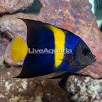 Asfur Angelfish (click for more detail)
