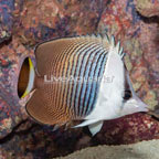 Whiteface Butterflyfish (click for more detail)