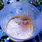 Tube Anemone, Orange with Pink Center (click for more detail)