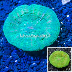 Scolymia Coral Australia (click for more detail)