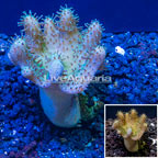 Devil's Hand Leather Coral Vietnam (click for more detail)